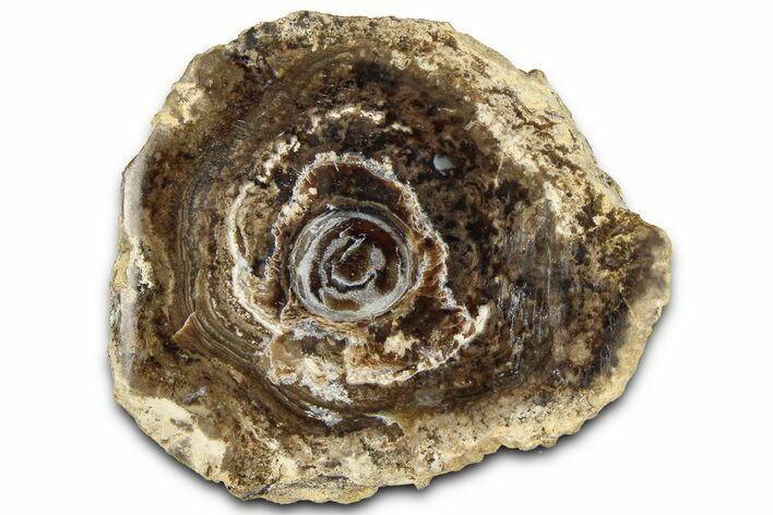 Polished Fossil Stromatolite Colony on Petrified Wood - Utah #365908